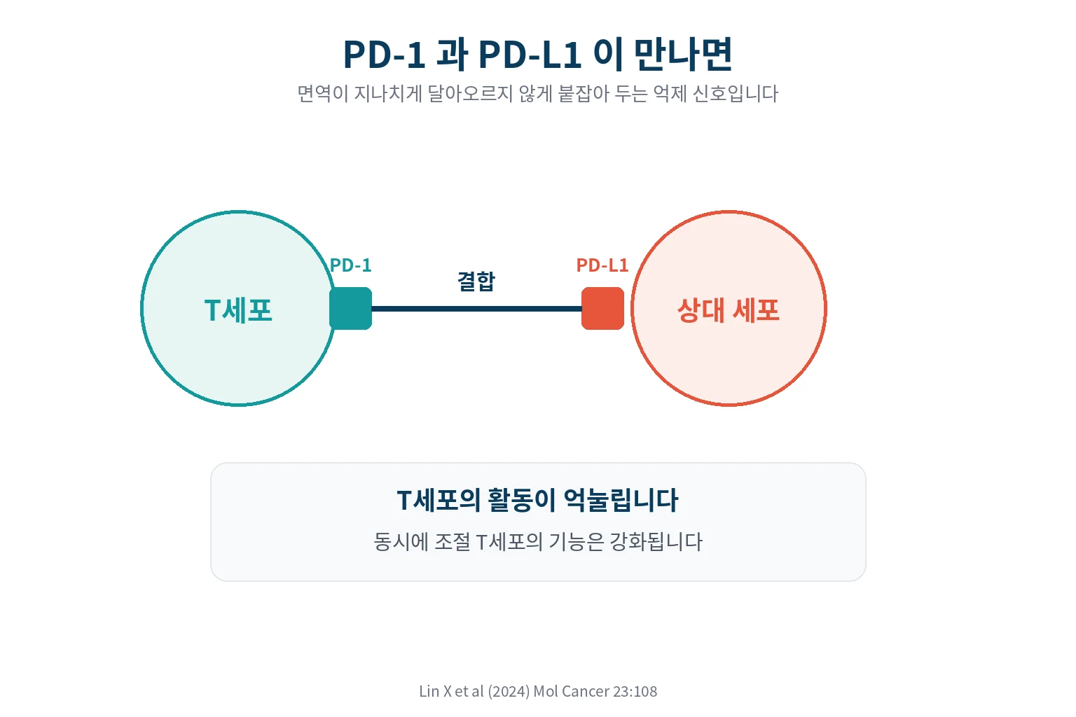 PD-1과 PD-L1이 만나면 무엇이 일어나는가