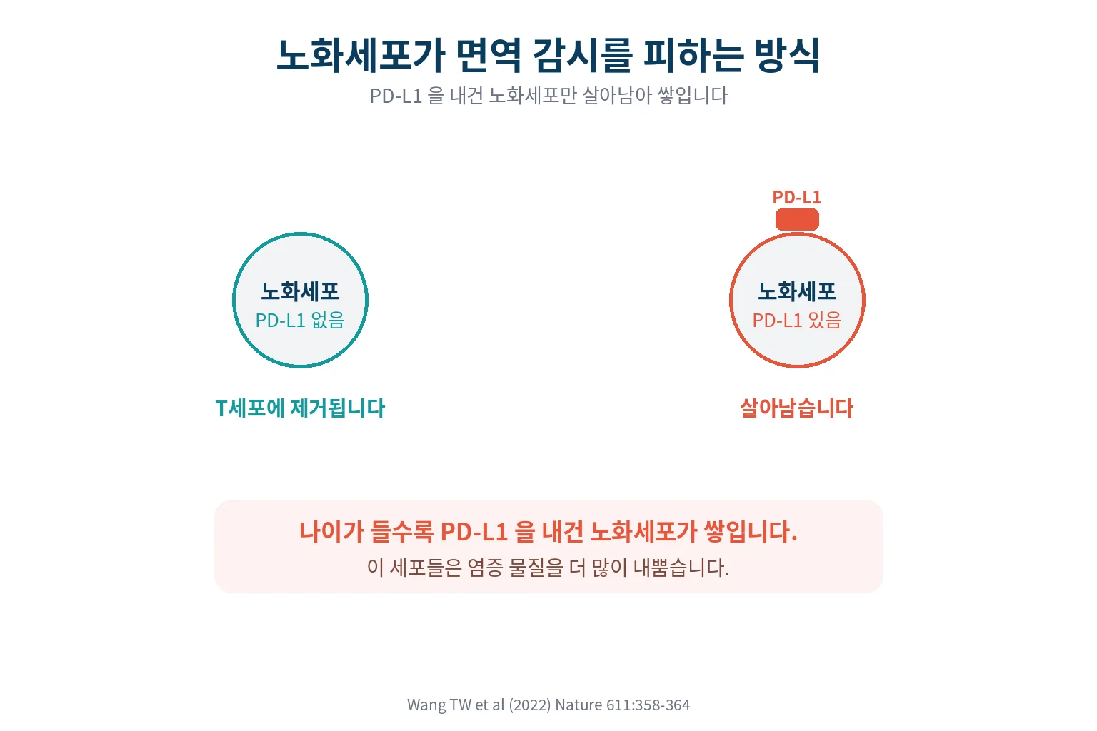 노화세포가 PD-L1을 제시해 면역 감시를 피하는 방식