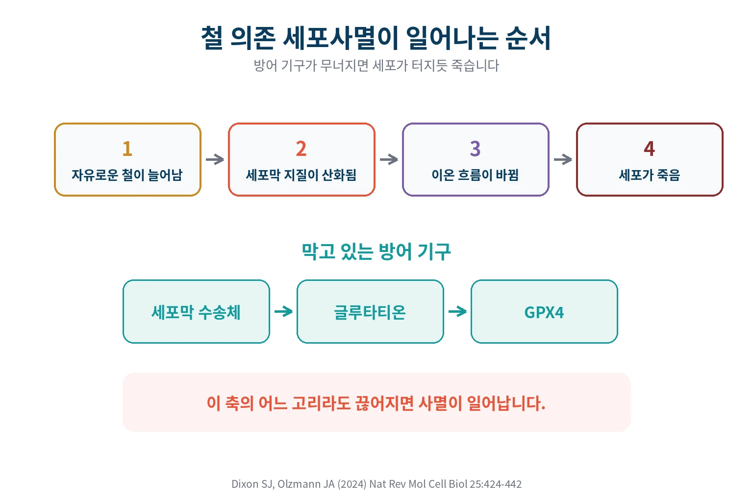 철 의존 세포사멸이 일어나는 순서