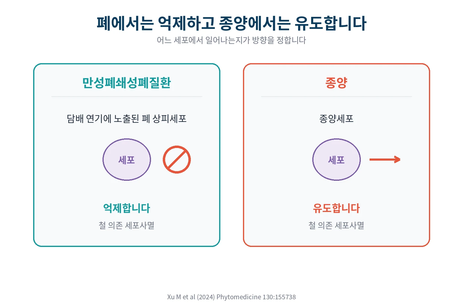 폐에서는 억제하고 종양에서는 유도한다