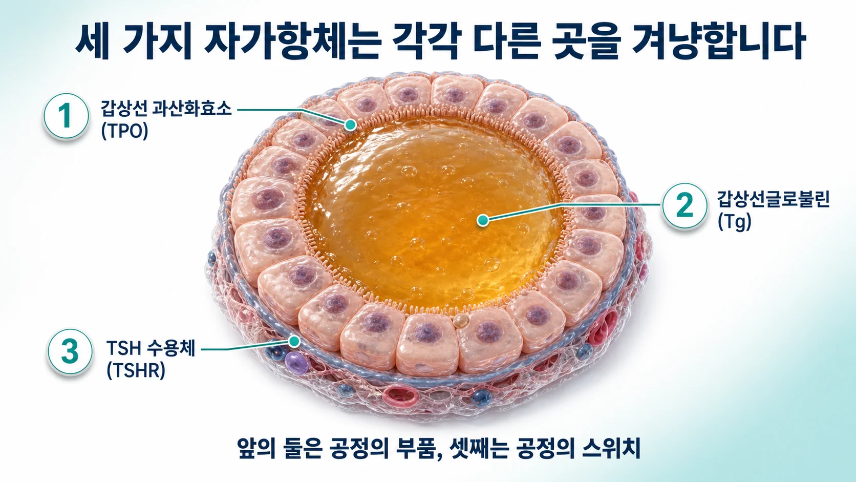 갑상선 자가항체 TPO·Tg·TSHR, 무엇을 공격하고 어디까지 영향을 주나
