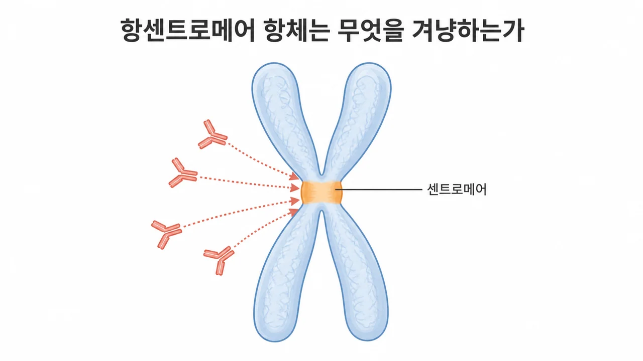 쇼그렌증후군 항센트로메어 항체 양성 — 센트로메어의 정체와 함께 나타나는 질환들