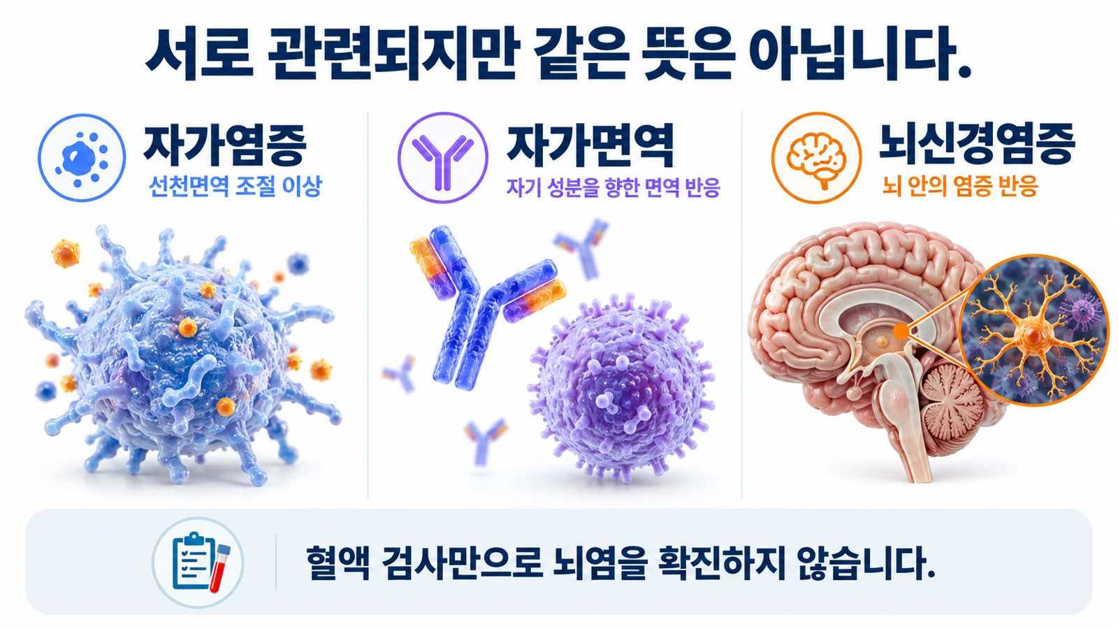 자가염증은 선천면역 조절 이상, 자가면역은 자기 성분에 대한 반응, 뇌신경염증은 뇌 안의 염증 반응임을 구분합니다.