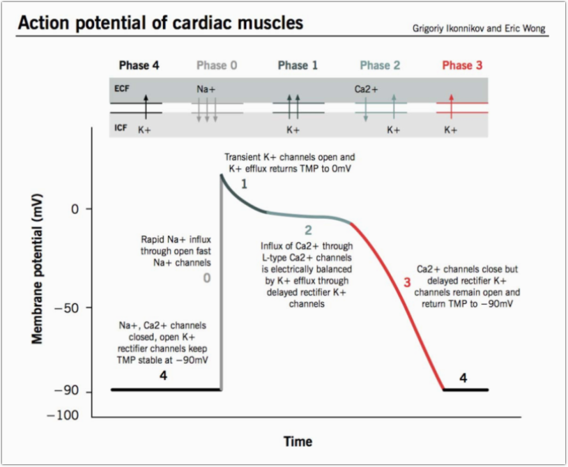 Anti-ssA 항체 양성과 QT 연장 증후군 -- 쇼그렌증후군 환자가 알아야 할 심장 이야기