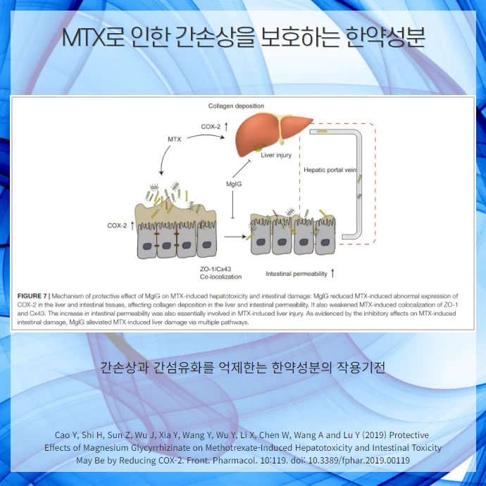 MTX메토트렉세이트 간손상 부작용, 한약 병행으로 #4