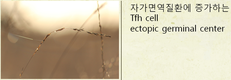 쇼그렌증후군 혈액 중 Tfh 농도가 증가해 있습니다.