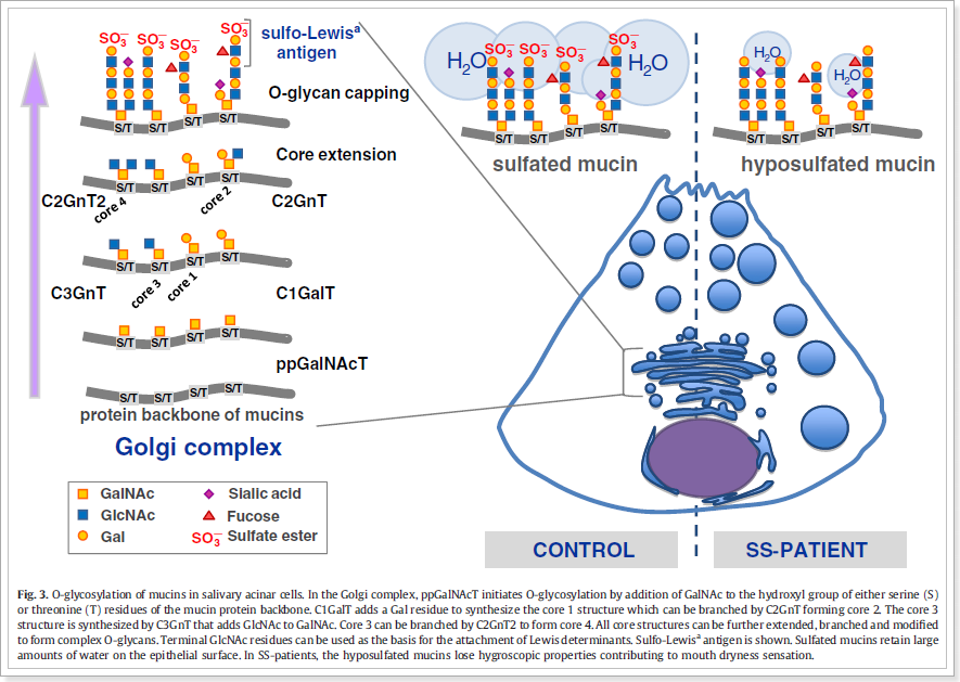 쇼그렌증후군 물을 많이 마셔서 예방할 수는 없습니다