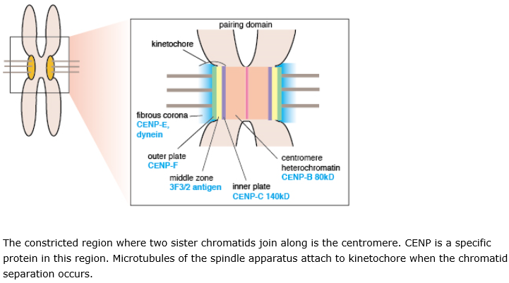 쇼그렌증후군과 Anti-centromere antibodies