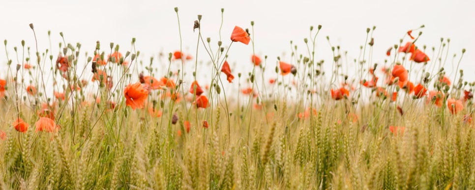 쇼그렌증후군 식이요법 - 어떤 음식을 먹어야 할까요?