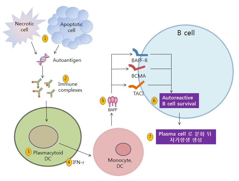 한약은 쇼그렌증후군 환자의 BAFF 농도를 감소킬 수 있습니다