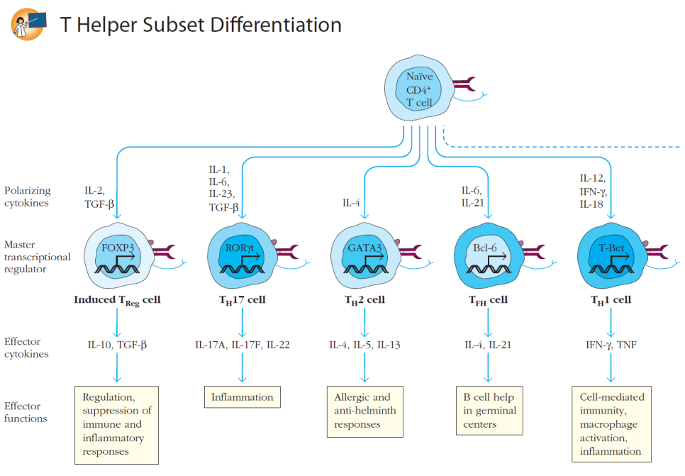 쇼그렌증후군과 T reg 림프구