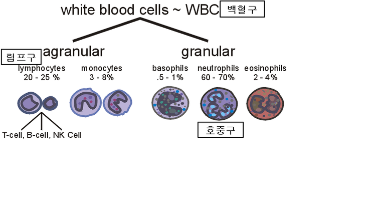 쇼그렌증후군 증상 혈구감소증