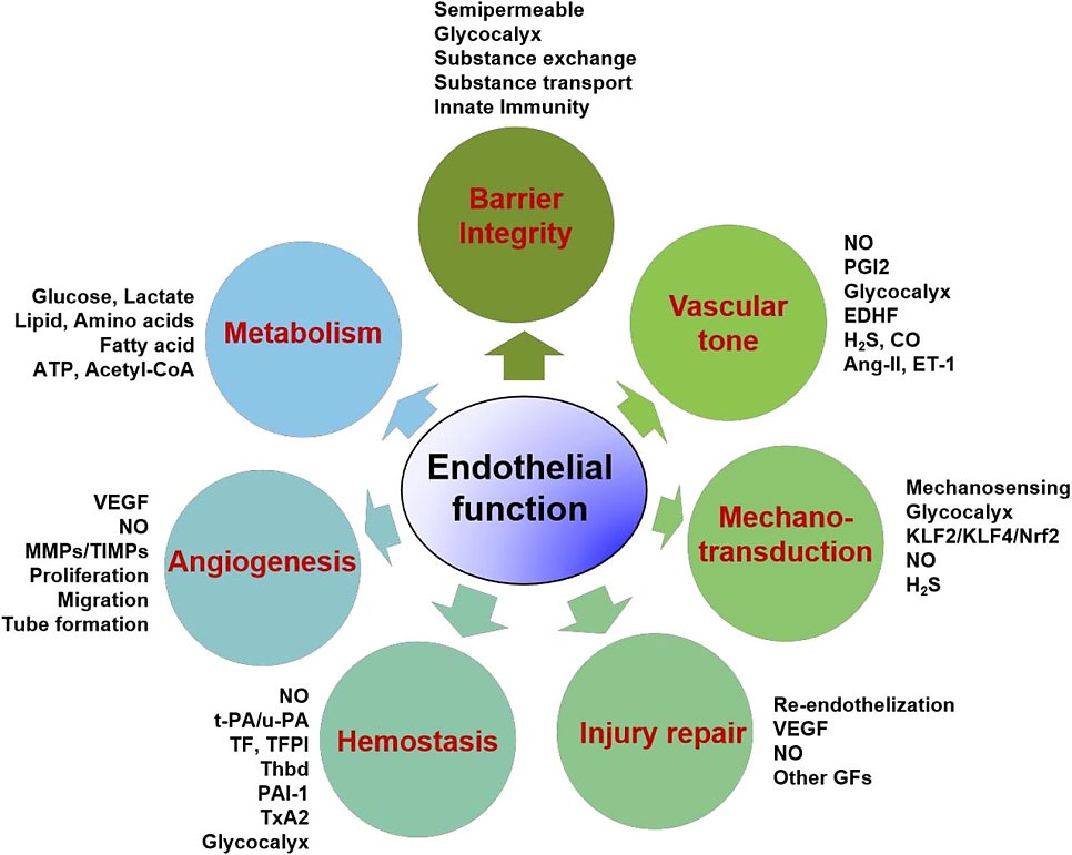 쇼그렌증후군과 혈관 내피 기능장애 -- 보이지 않는 혈관 문제가 중요한 이유
