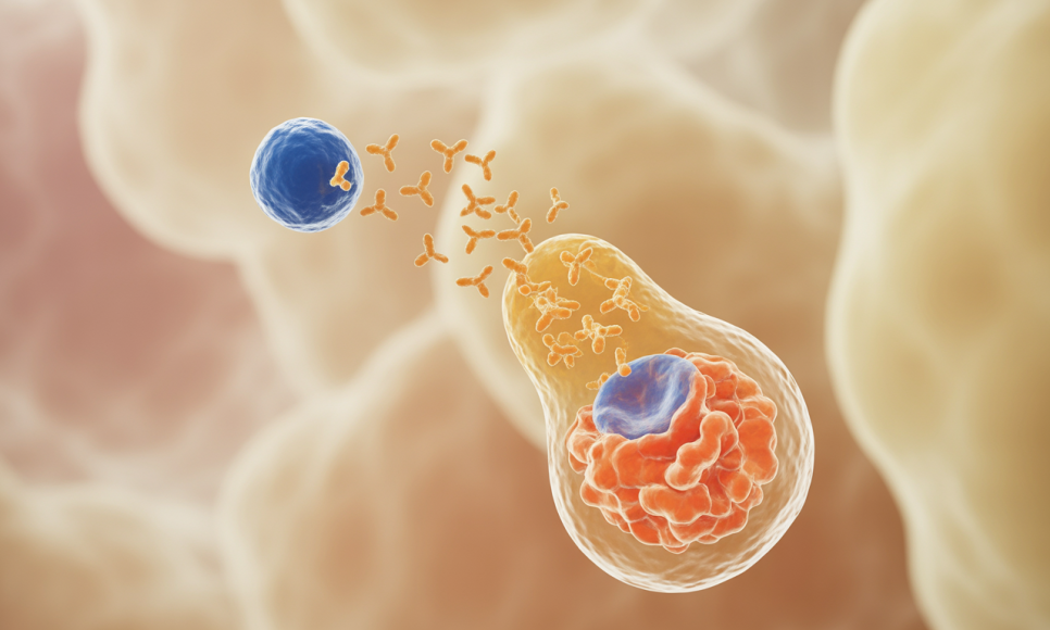 B세포 매개 신경 손상 메커니즘