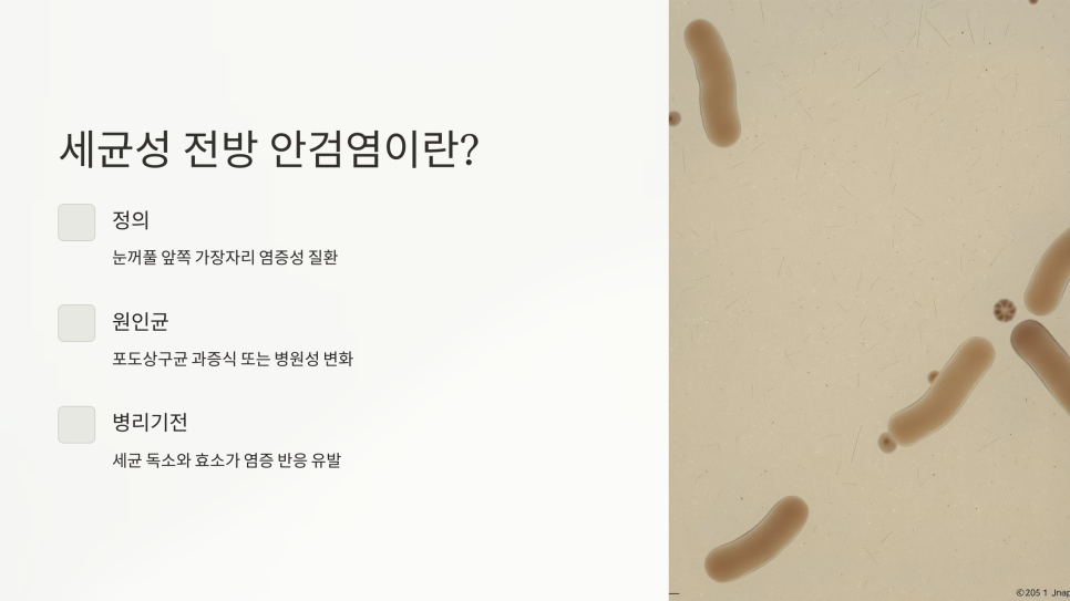 안검염 종류별 비교 도식