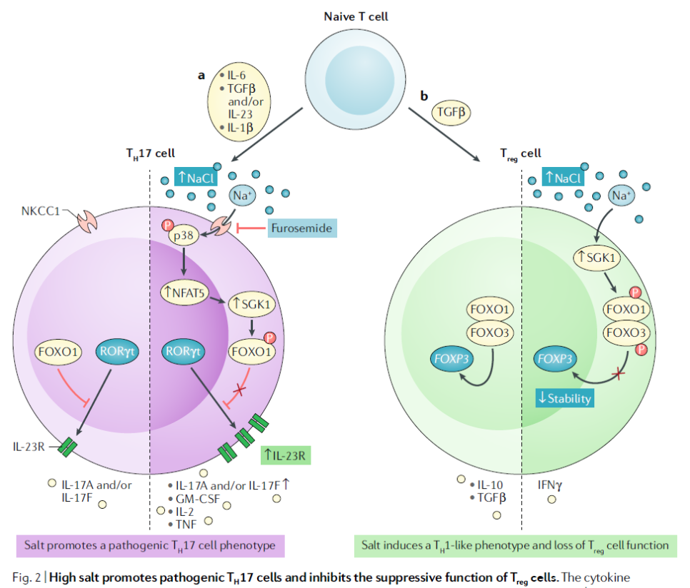 나트륨이 면역 반응에 미치는 영향