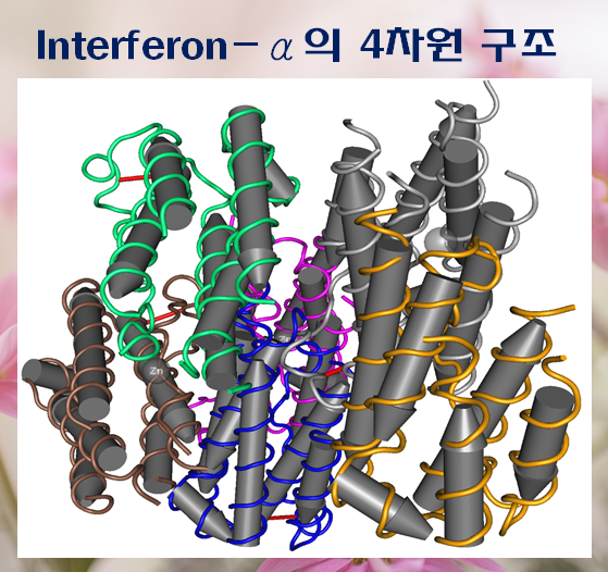 쇼그렌증후군 한약 치료, INF-α 억제 효과가 있습니다