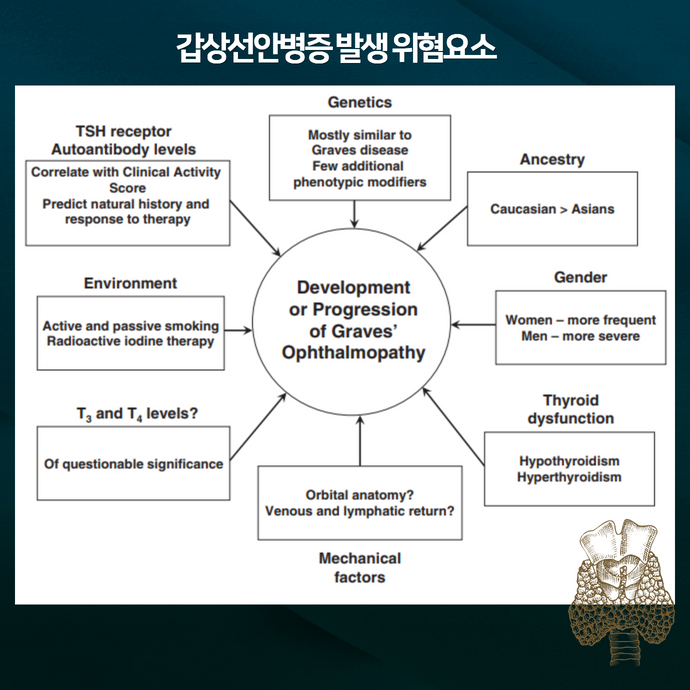 갑상선 안병증 (그레이브스병 ) 안구돌출 발생 위험요소와 악화 요소는 - img_05