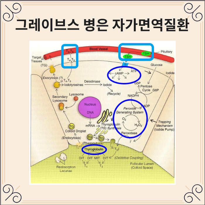 그레이브스병에서 TSH 수용체 자가항체가 갑상선을 과도하게 자극하는 모습