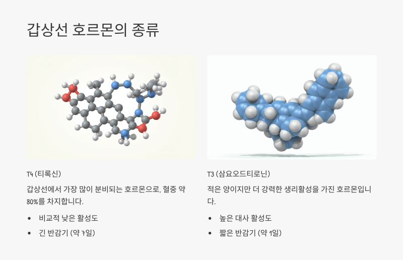 갑상선기능저하증 증상 치료받아도 좋아지지 않는 이유는