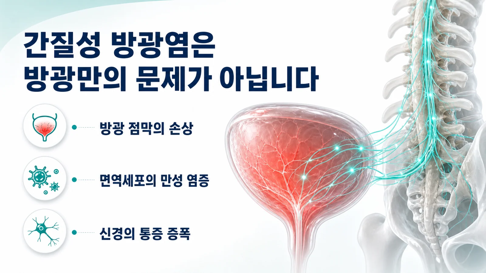 간질성 방광염, 자가면역성 염증과 신경병증의 병리적 역할