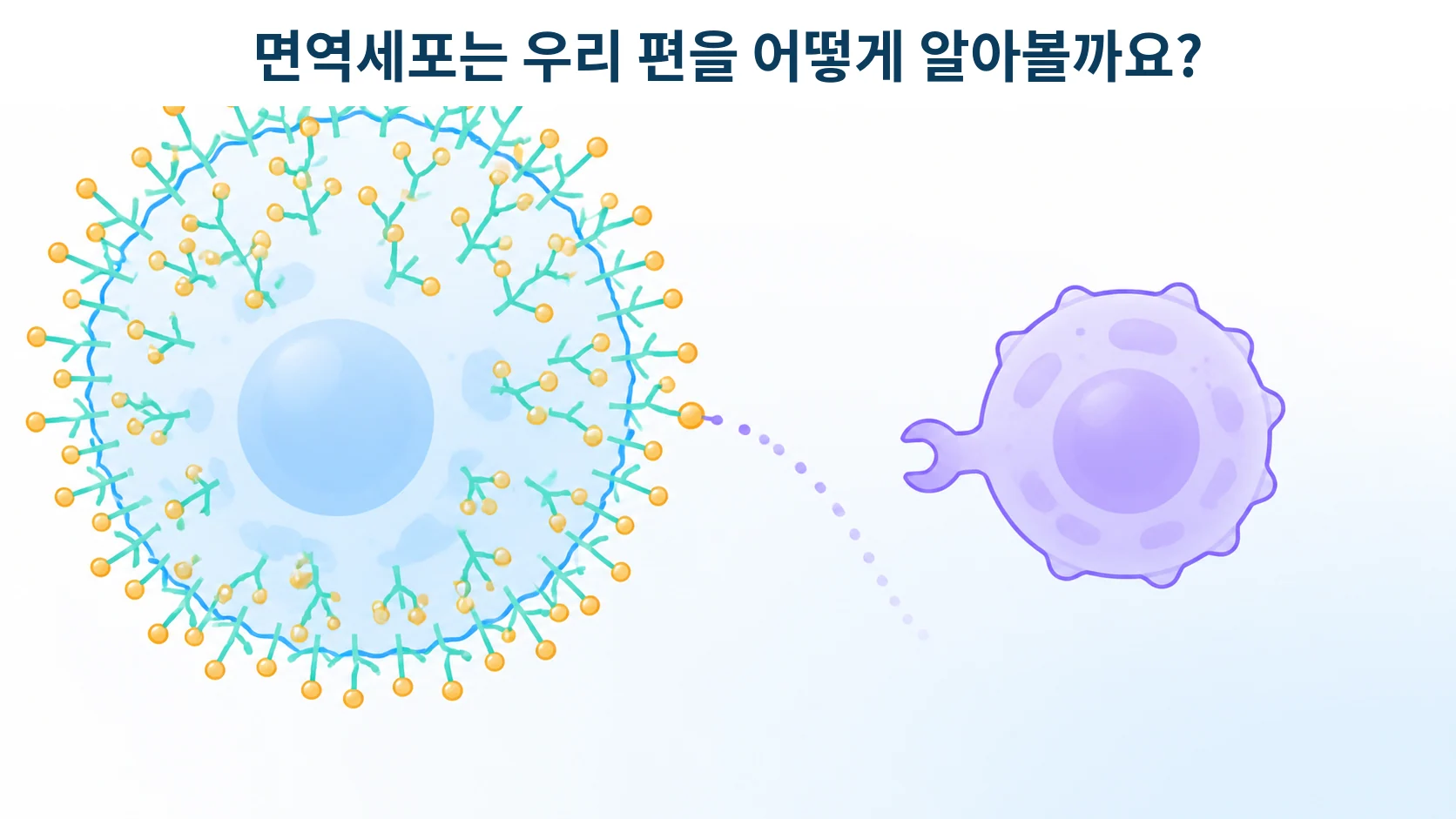 시알산과 Siglec: 세포 표면 당사슬이 면역 반응을 조절하는 방식