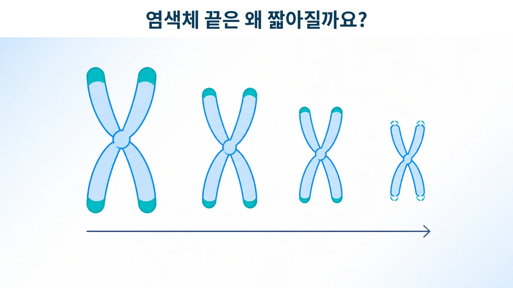 텔로미어와 TERT: T세포의 분열과 복제노화를 이해하는 법