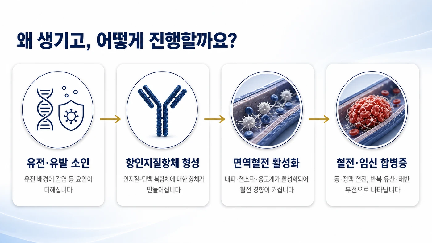 항인지질항체증후군의 발병 기전 흐름도. 유전·유발 소인에서 항인지질항체 형성, 면역혈전 활성화, 혈전과 임신 합병증으로 이어지는 과정을 보여줍니다.