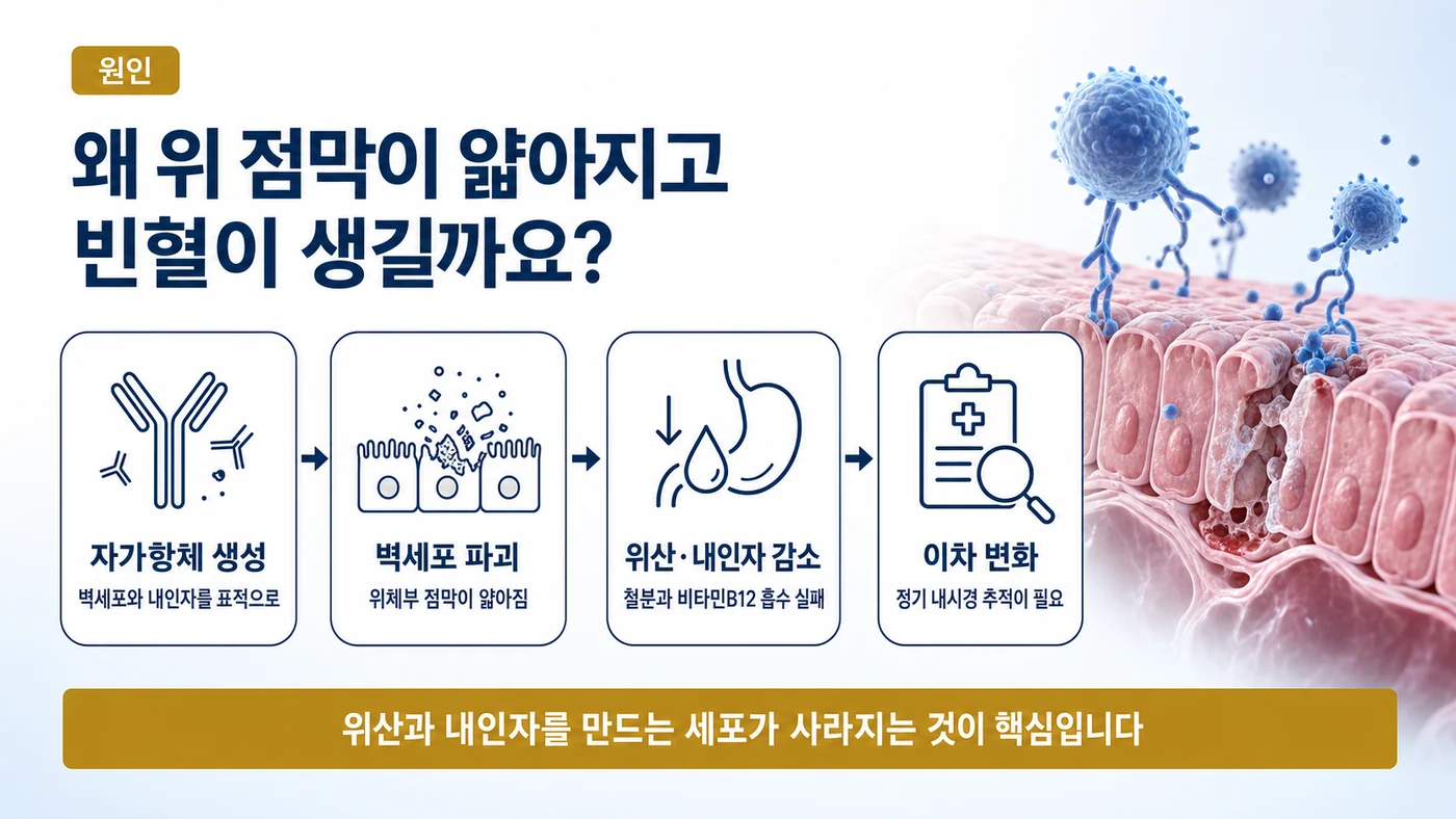 자가항체 생성에서 벽세포 파괴, 위산과 내인자 감소, 이차 변화로 이어지는 자가면역성 위축성 위염의 진행 단계