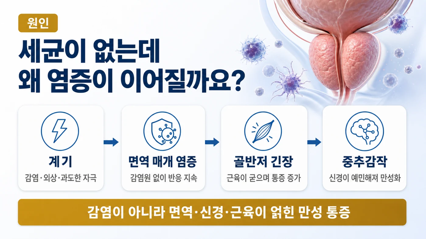 만성 비세균성 전립선염의 원인 — 감염·외상 등의 계기 뒤에도 면역 매개 염증이 지속되고 골반저 근육 긴장과 중추감작이 겹쳐 통증이 만성화되는 흐름